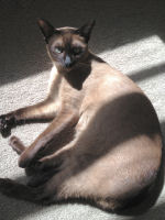 Jens the Tonkinese